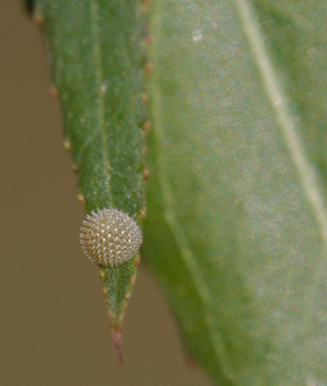 Viceroy egg